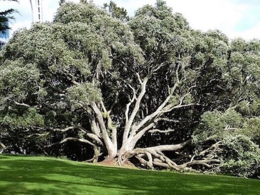 The Auckland Botanic Gardens feature 64 hectares of vibrant plant life and foliage.